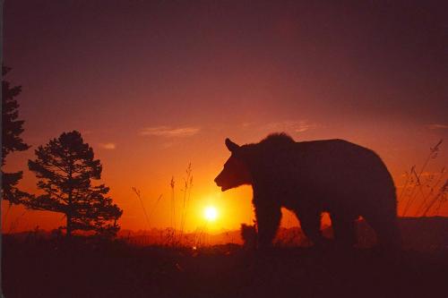 Grizzly Bear Sunset 1